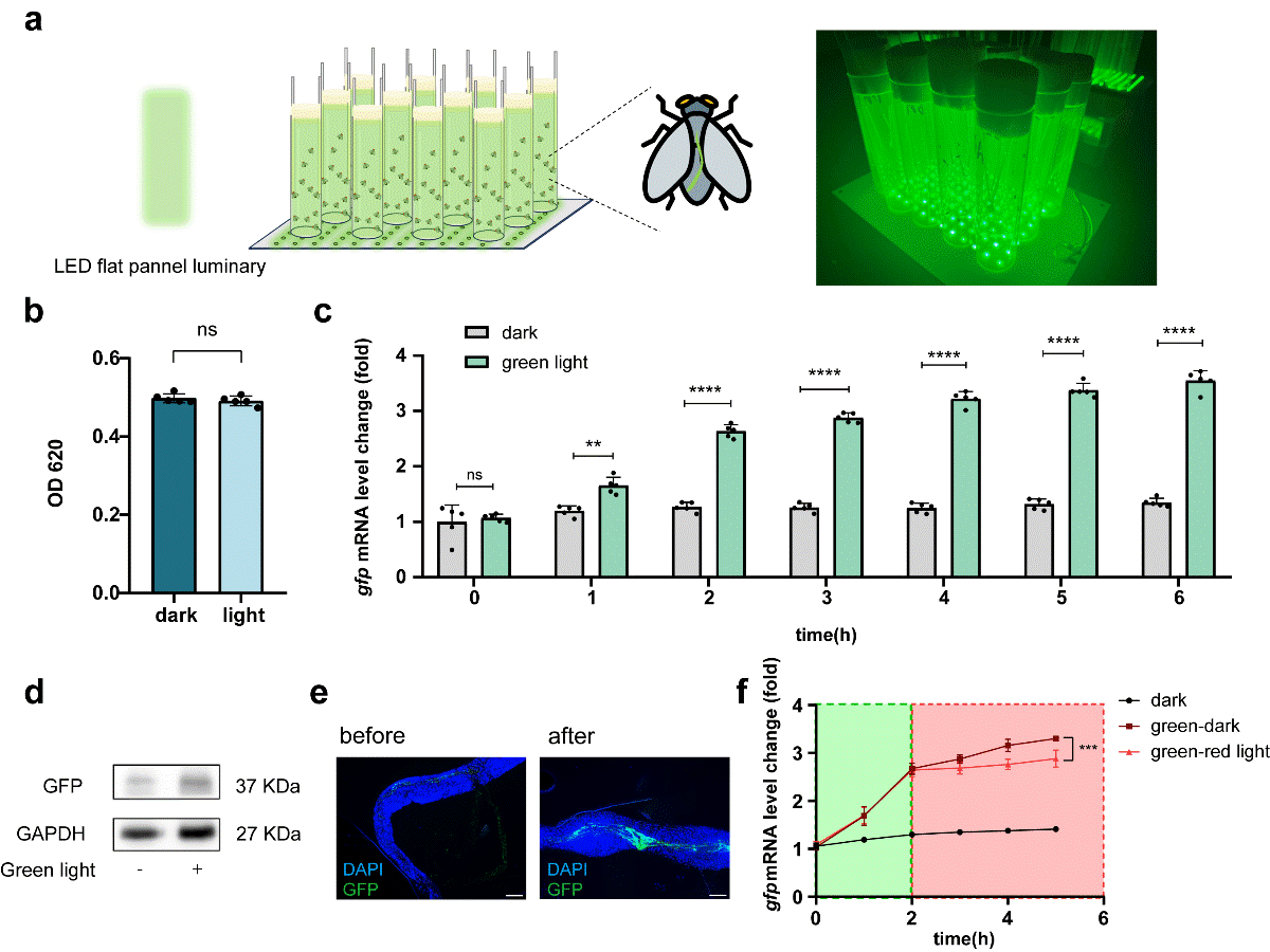 3.gif